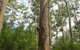RAC Karri Valley Resort - thumb 1