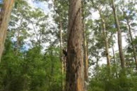 RAC Karri Valley Resort - Newcastle Accommodation 1