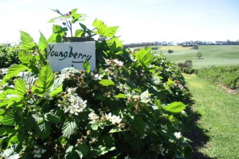 Pennyroyal Raspberry Farm & Cidery - New Castle Tourism 3
