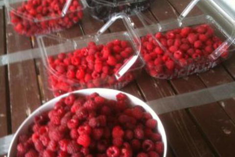Pennyroyal Raspberry Farm & Cidery - New Castle Tourism 7