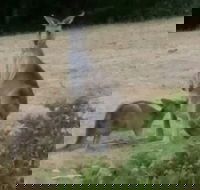 Jarrah Lodge - Newcastle Accommodation