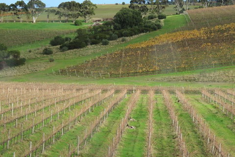 Hotel California Road Inkwell Wines - Newcastle Accommodation 4