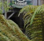 The Wombat Cottage - Newcastle Accommodation
