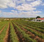 Barossa Valley Lyndoch - Newcastle Accommodation