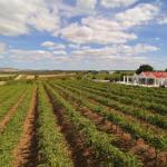 Barossa Valley Lyndoch - Newcastle Accommodation 0