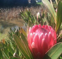 Creswick Cabin Retreat - New Castle Tourism