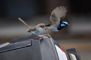 Edgewater Motel Ulladulla - Newcastle Accommodation 1