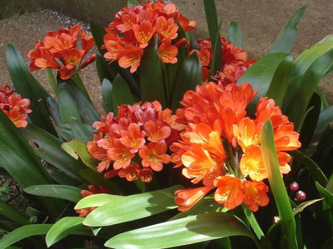 Braeside Bed & Breakfast - Newcastle Accommodation 1