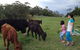 Bellview - thumb 1