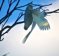 Tenterfield Cottage Holiday House - Newcastle Accommodation