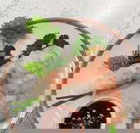 Golden Tree Cafe - Newcastle Accommodation