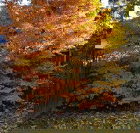 Stella Kitchen Chinese Take Away