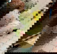 The Natural Waffle Ice Cream Parlour