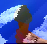 Gelato Papa - Newcastle Accommodation