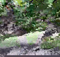 Nick Haselgrove Wines