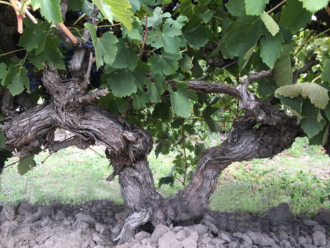 Nick Haselgrove Wines - Newcastle Accommodation 0