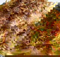 Saigon - Newcastle Accommodation