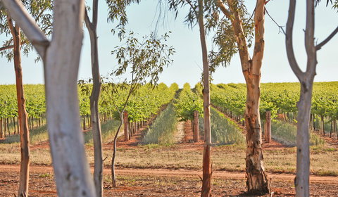 Trentham Estate Winery - Newcastle Accommodation 1