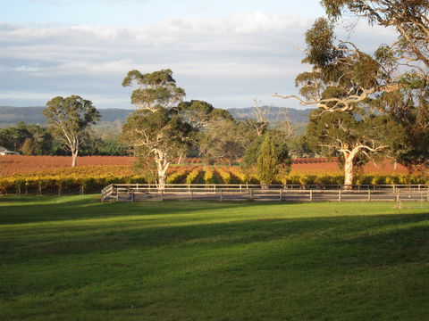 Top Note Vineyard - New Castle Tourism 1