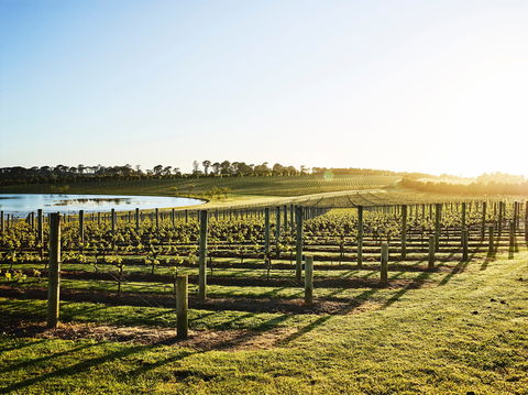 Wine Terrace And Cellar Door At Pt Leo Estate - New Castle Tourism 0