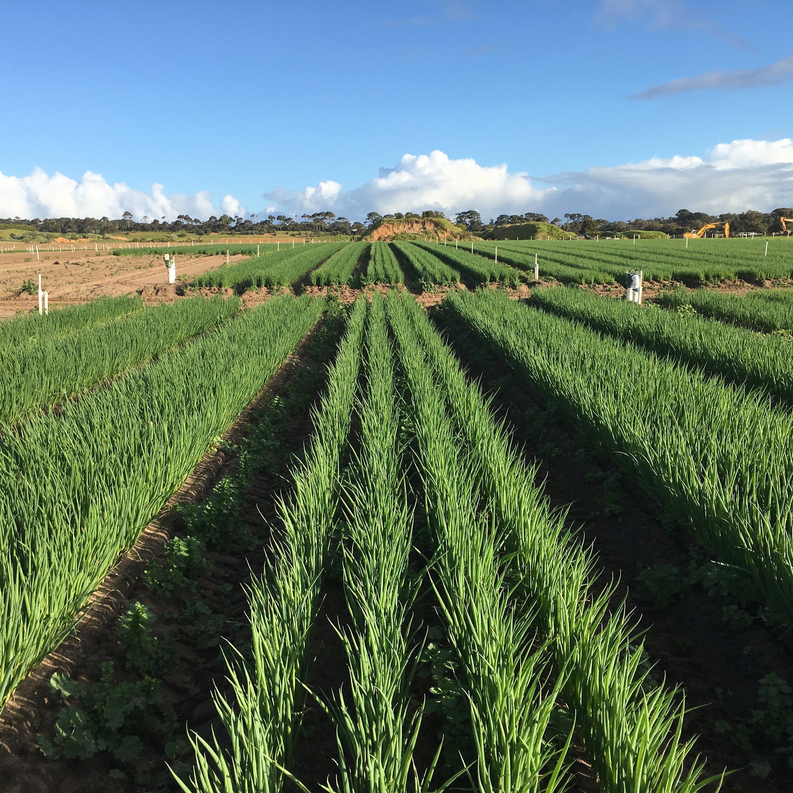 Boneo VIC New Castle Tourism