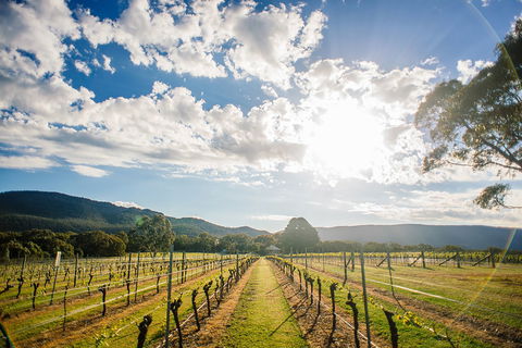 Fallen Giants Vineyard - New Castle Tourism 0