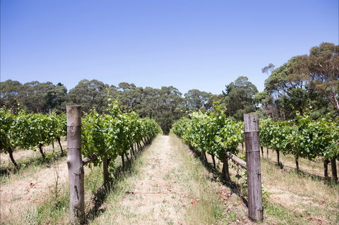 Mount Macedon Winery - New Castle Tourism 1