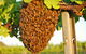 Whistling Kite Biodynamic Wines - thumb 0