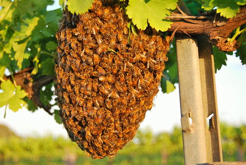 Whistling Kite Biodynamic Wines - Newcastle Accommodation 0