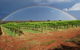 Whistling Kite Biodynamic Wines - thumb 1