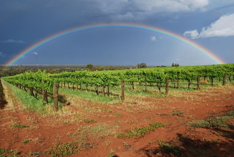 Whistling Kite Biodynamic Wines - Newcastle Accommodation 1