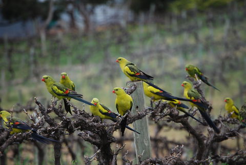 Whistling Kite Biodynamic Wines - Newcastle Accommodation 2