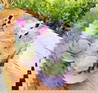 Swill - Newcastle Accommodation