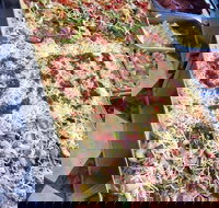 Marinelli's - Keilor East - Newcastle Accommodation