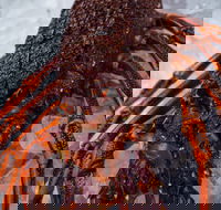 Lobster Shack Tasmania - Newcastle Accommodation