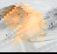 Latin Foods and Wines