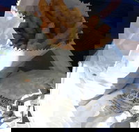 Ragenovich Bros Chickens - Newcastle Accommodation