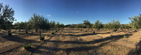 Red Rock Olives - New Castle Tourism 1