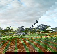 Vasse Felix Winery - Newcastle Accommodation