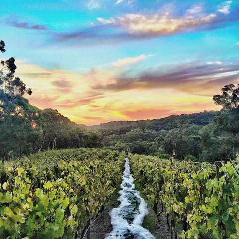 Between The Vines Cellar Door - New Castle Tourism 0