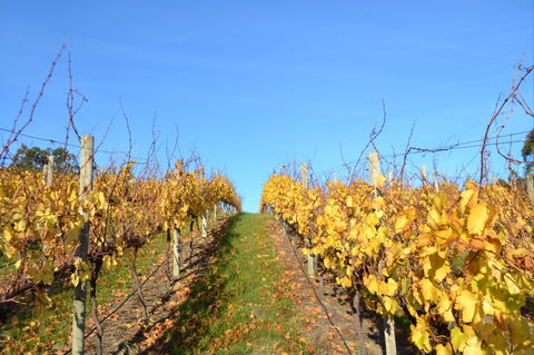 Between The Vines Cellar Door - New Castle Tourism 1