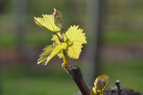 Serengale Vineyard - Newcastle Accommodation 0