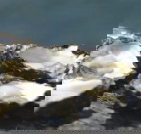 Jim Wild's Oyster Service