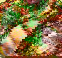 The Angry Pigeon - Newcastle Accommodation