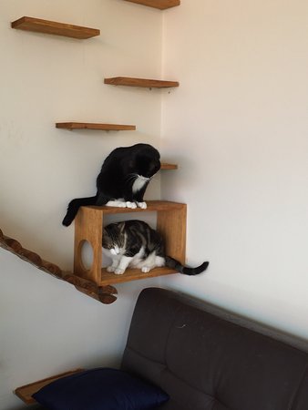 Hobart Cat Cafe - New Castle Tourism 0