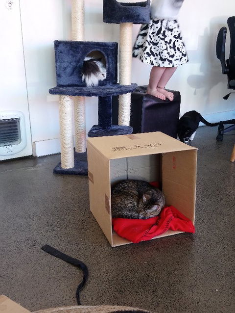 Hobart Cat Cafe - New Castle Tourism 3