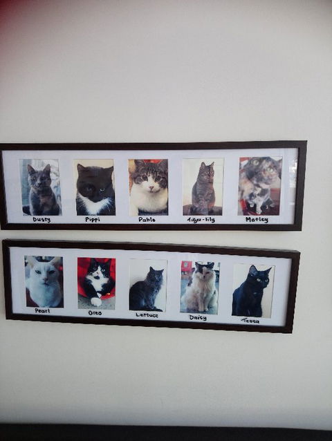 Hobart Cat Cafe - New Castle Tourism 4