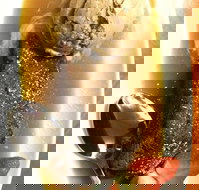 The Kingsley Tavern - Newcastle Accommodation