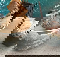 Roho Bure Vegan Ice Cream