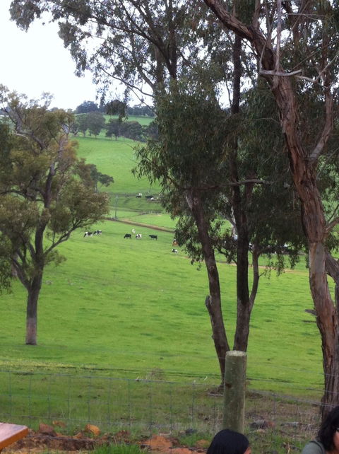 Ferguson Falls Wines Cafe - New Castle Tourism 3